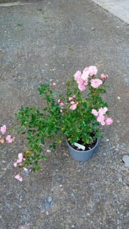 osa PK 'The Fairy' - růže půdopokryvná