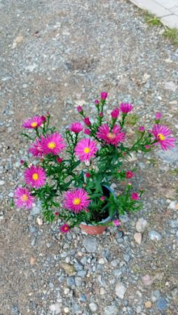 Aster novi-belgii 'Crimson Brocade' - hvězdnice novobelgická
