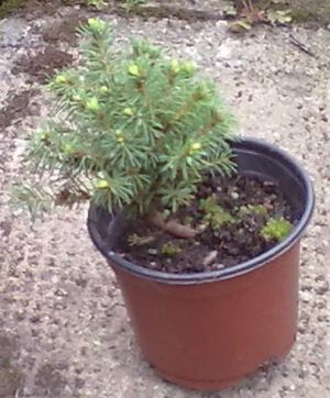 Picea glauca 'Alberta Globe' - smrk sivý 