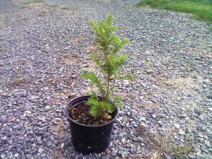 Taxus cuspidata - tis japonský 