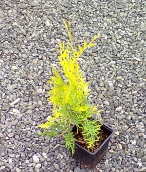 Thuja occidentalis 'Sunkist' - zerav západní 