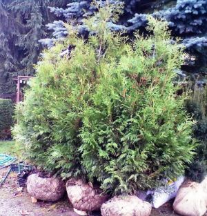 Thuja occidentalis 'Brabant' - zerav západní 