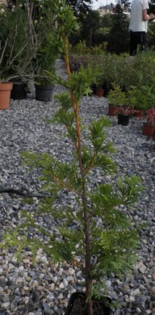 Thuja plicata 'Cancan' - zerav řasnatý