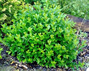 Salix caprea 'Nana' - vrba jíva