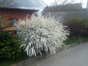 Spiraea nipponica 'Snowmound' - tavolník niponský