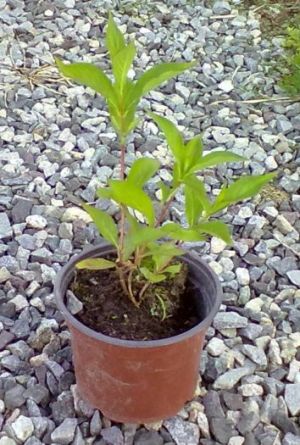 Weigela florida - vajgélie květnatá