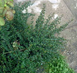 Cotoneaster microphyllus 'Cochleatus' - skalník drobnolistý 