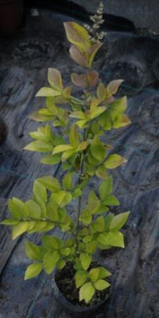 Ligustrum ovalifolium 'Vicarii' - ptačí zob vejčitolistý 