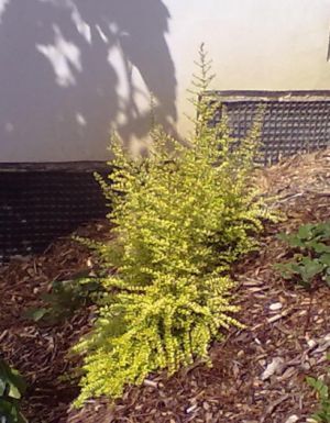 Lonicera nitida 'Baggesens Gold' - zimolez lesklý 