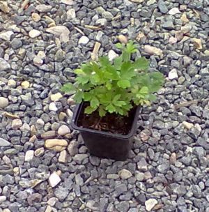 Anemone sylvestris - sasanka lesní