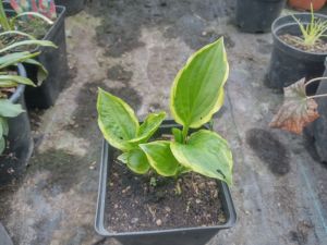 Hosta 'So Sweet' - bohyška