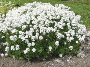 Iberis sempervirens - iberka vždyzelená