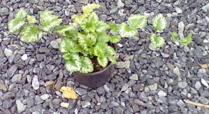 Lamium galeobdolon 'Variegata' - hluchavka pitulník