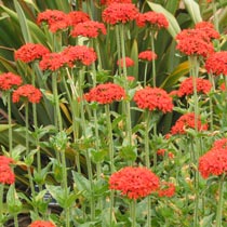 Lychnis chalcedonica - kohoutek plamenný 