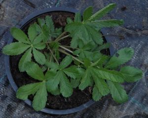 Potentilla aurea - mochna žlutá 