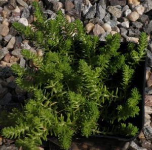Sedum acre - rozchodník prudký