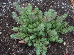 Sedum reflexum - rozchodník 