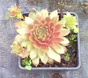 Sempervivum hybridum 'Rubrum' - netřesk
