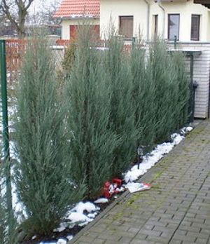 Juniperus scopulorum 'Blue Arrow' - jalovec skalní