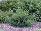 Taxus baccata 'Pearsons' - tis červený