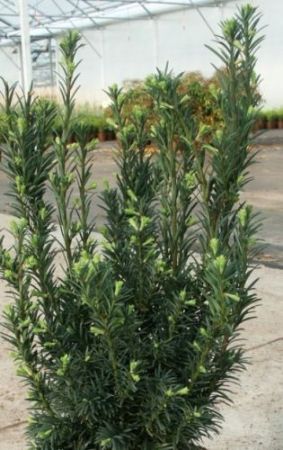 Taxus baccata 'Schwarzgrun' - tis červený