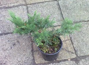 Juniperus sabina 'Tamariscifolia' - jalovec chvojka
