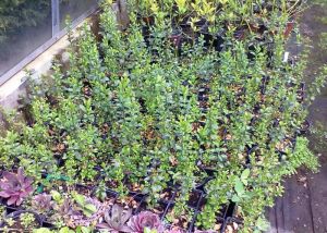 Ligustrum vulgare ´Atrovirens´ - ptačí zob obecný - stálezelený