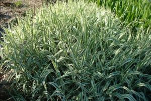 Phalaris arundinacea 'Picta' - chrastice rákosová