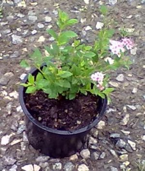 Spiraea japonica 'Little Princess' - tavolník japonský