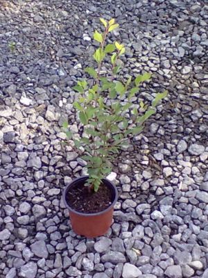 Spiraea vanhouttei - tavolník Van Houteův