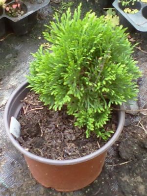 Thuja occidentalis 'Miky' - zerav západní 