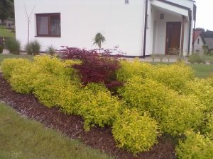 Spiraea japonica 'Golden Princess'- tavolník japonský