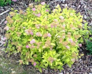 Spiraea japonica 'Magic Carpeth' - tavolník japonský