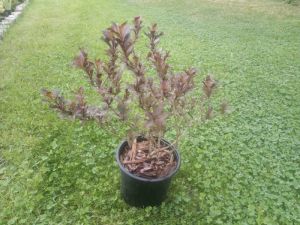 Weigela 'Purpurea' - Atropurpurea' - vajgélie květnatá