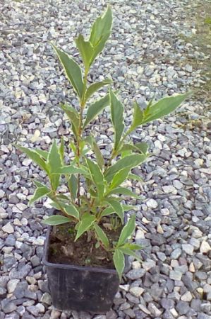 Weigela 'Splendid - vajgélie květnatá