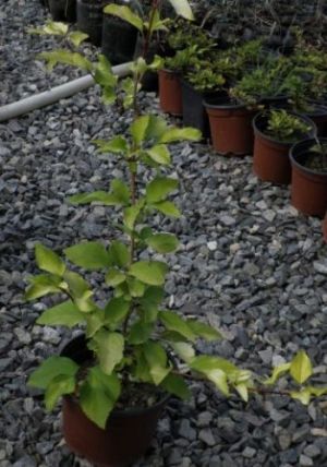 Forsythia suspensa 'Sieboldii' - zlatice převislá