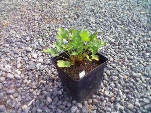 Heuchera x brizoides " Pruhoniciana " - dlužicha