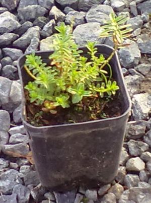 Hypericum orientale - třezalka