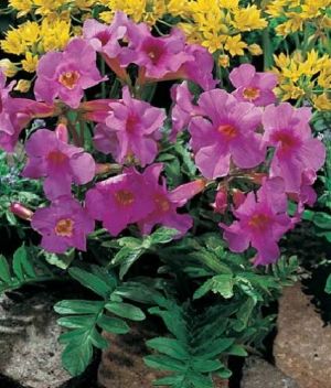 Incarvilea delavaii - dvojostice