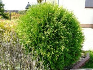 Thuja occidentalis Umbraculifera - zerav západní.