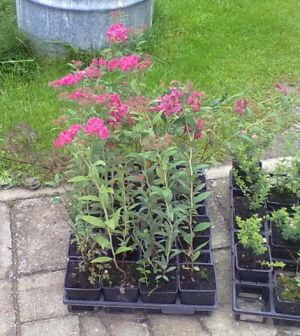 Spiraea japonica ´Froebelii´- tavolník japonský