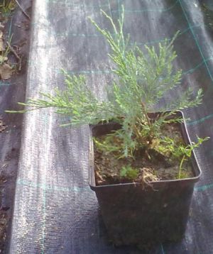 Juniperus sabina 'Femina' - jalovec chvojka
