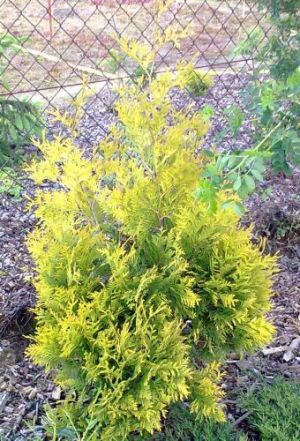 Thuja occidentalis 'Aurea' - zerav západní 