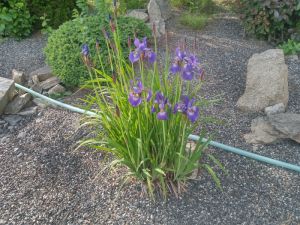 Iris sibirica - kosatec sibiřský