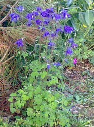 Aquilegia flabellata - orlíček