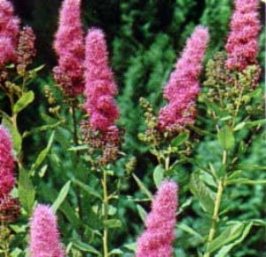 Spiraea douglasii - tavolník Douglasův