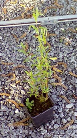 Salix matsudana 'Tortuosa' - vrba Matsudova