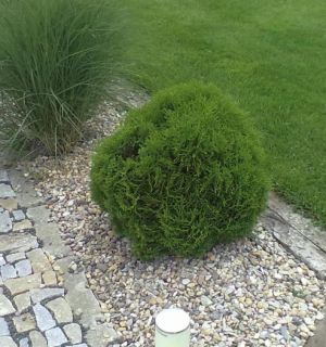 Thuja occidentalis 'Tinny Tim' - zerav západní 
