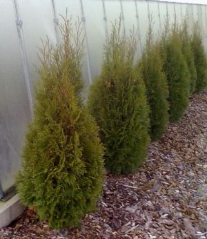 Thuja occidentalis 'Smaragd' - zerav západní 70/80cm.