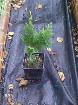 Thuja occidentalis 'Spiralis' - zerav západní